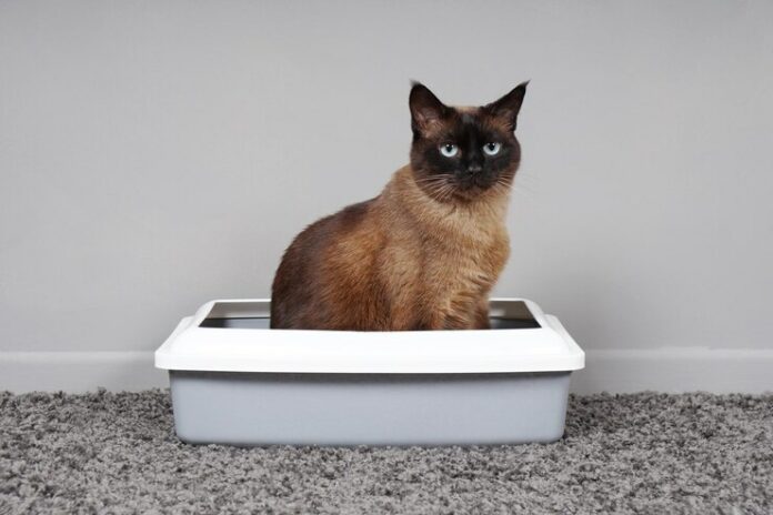 housetrained-cat-sitting-cat-toilet-litter-box_650503-480