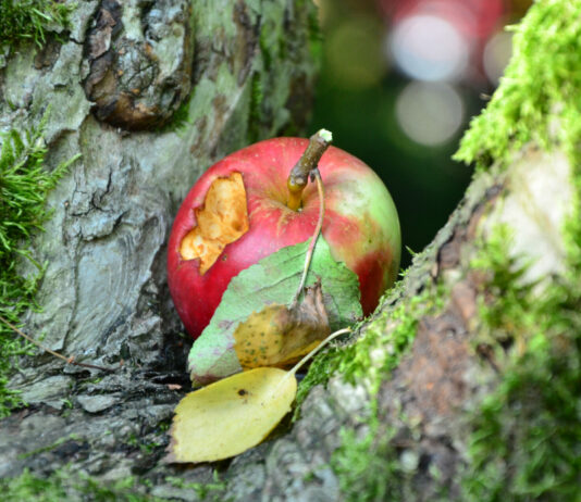 Лишайник, дерево