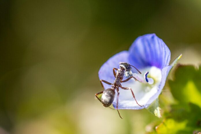 little-ant-climbs-up-little-blue-blossom_1048944-20866997