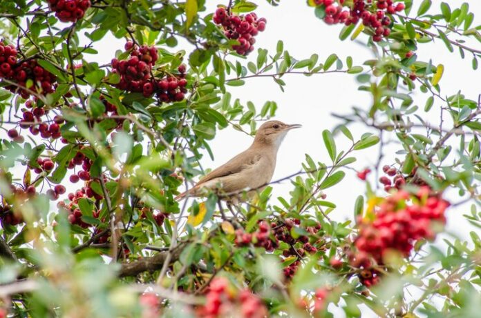 low-angle-view-bird-perching-tree_1048944-9555264