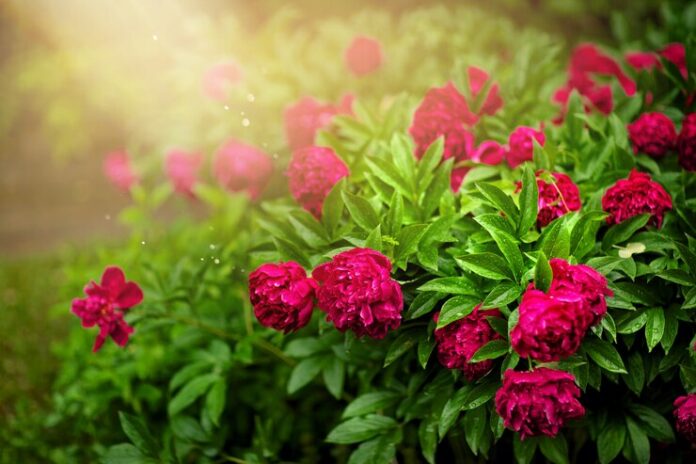 many-flowers-garden-green-background_216488-153