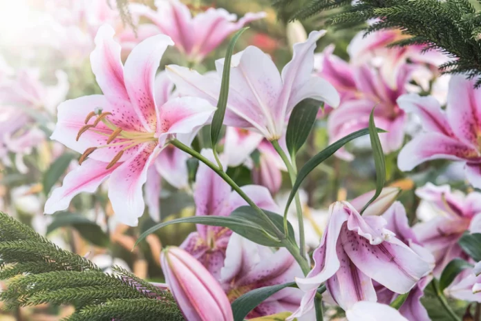 pink-lilies-garden_1357-42