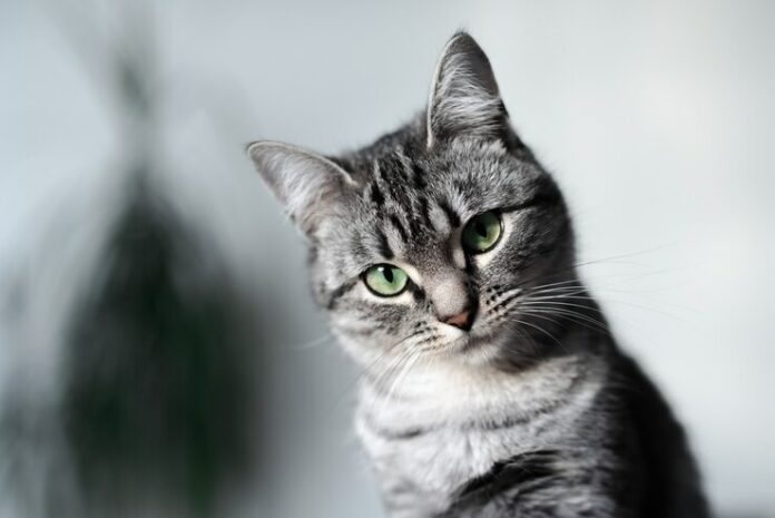 portrait-gray-american-shorthair-cat-with-green-eyes_379201-1122