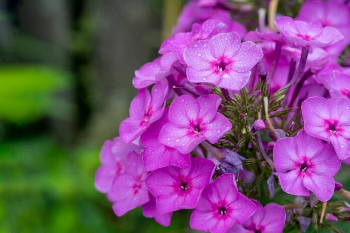 purple-flame-flowers-phlox-flowering-garden-phlox-perennial-summer-phlox-garden-sunny-day-copy-space_136344-1755