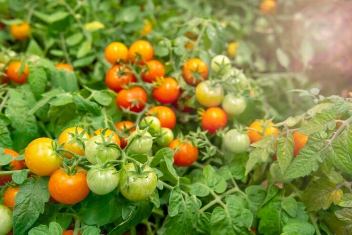 red-green-tomatoes-branches_73152-344
