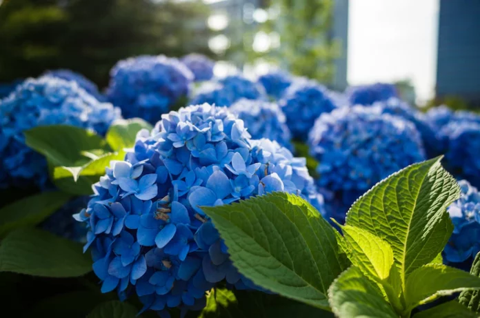 selective-focus-shot-blue-flowers-green-leaves_181624-16643
