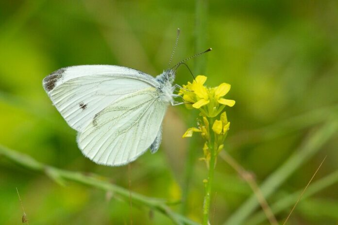 selective-focus-shot-cabbage-white-pieris-rapae-butterfly-flower-outdoors_181624-35584