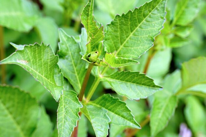 selective-focus-shot-green-plants_181624-45416