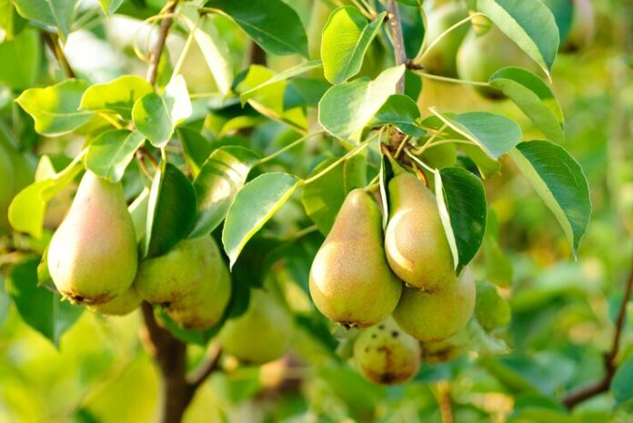 some-green-pears-with-leaves-branch_290431-685