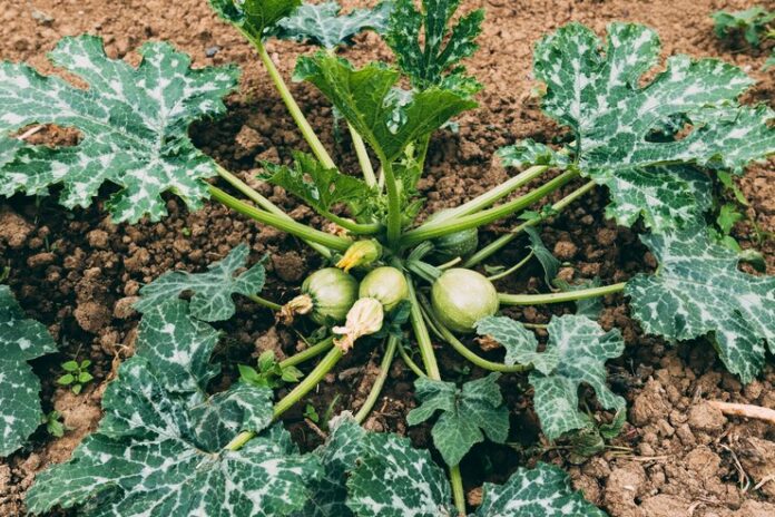 squash-plant-garden_23-2147828864