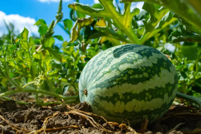 striped-watermelon-field-ripening_73164-841