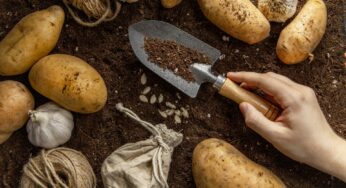 Проволочник не появится – просто насыпьте это в лунку при посадке картофеля: проверенные способы