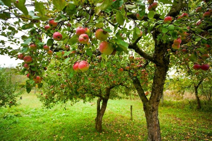 tree-nature-65_936147-1107