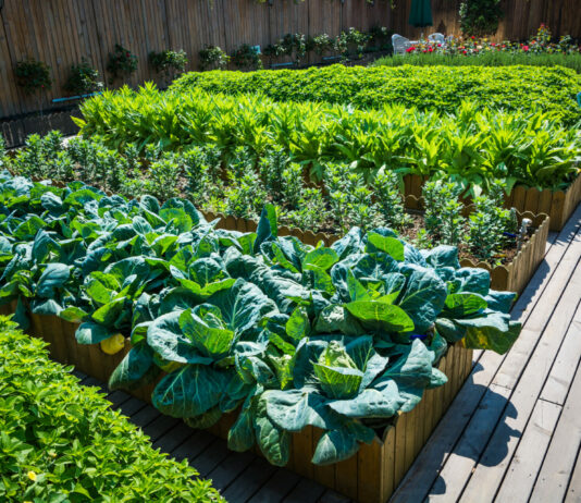 Эти овощи отлично растут рядом и увеличивают урожай друг друга: лучшие «напарники» для огорода