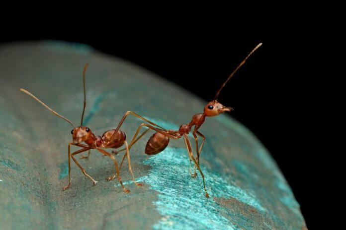 weaver-ants-are-alone-black-background-closeup-ant-side-view_488145-2977