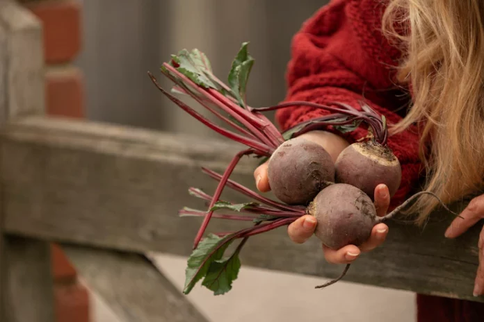 woman-gathering-beets-from-farm_23-2150454965