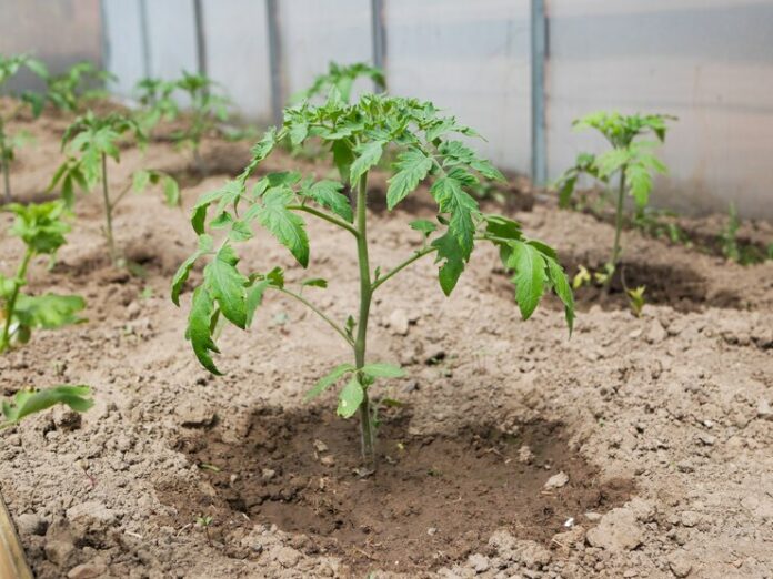 young-tomato-bushes-sun_96872-4374