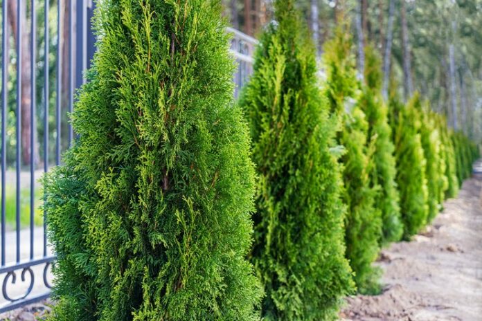 young-tuya-trees-planted-along-metal-fence-selective-focus_331695-1156