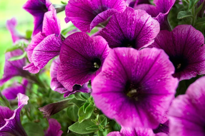 bed-purple-petunias-petunia-grandiflora_80295-1294