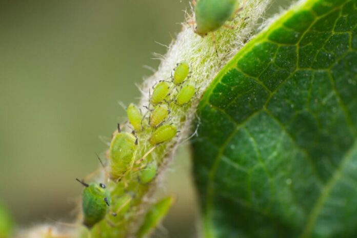 close-up-insect-leaf_1048944-10980015