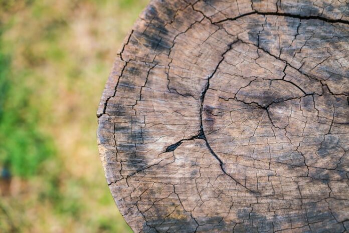 close-up-stump-tree_1232-3485