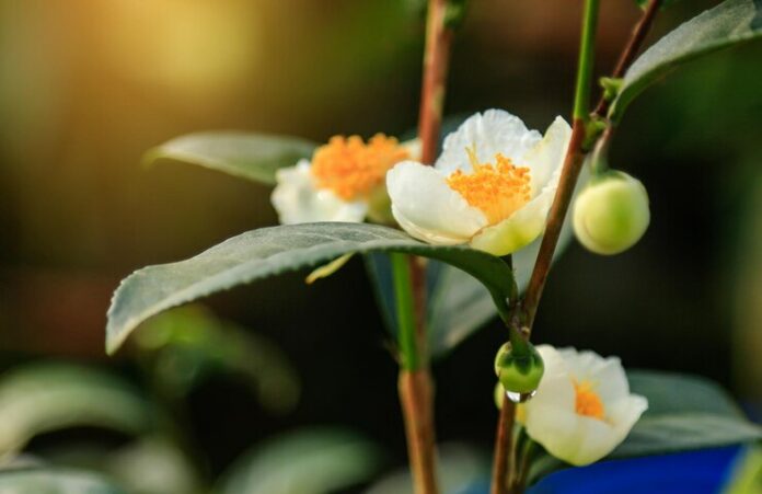 close-up-white-flowering-plant_1048944-16604580