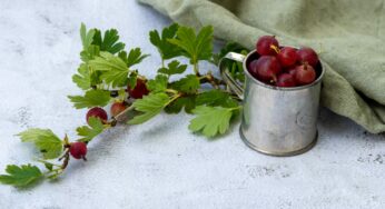 Желе из крыжовника на зиму: на вкус словно мед – аромат моментально вскружит голову