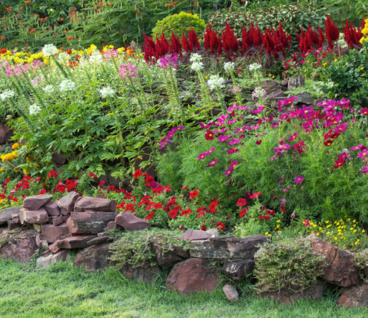 В 2026 году опытные садоводы охотятся за этим цветком: яркие огненные кусты превратят обычный сад в Эдем