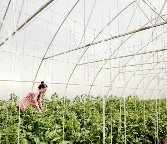 Садоводы начали проветривать теплицы: изменения кардинальные — агроном назвала эффект