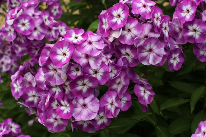 field-blooming-flowers_291639-413