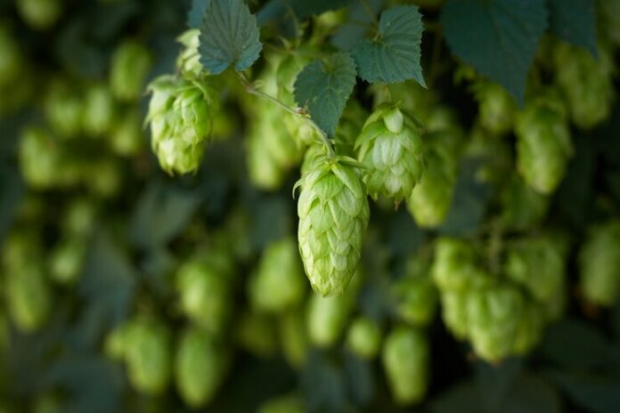 hop-cones-hop-field_158023-1495