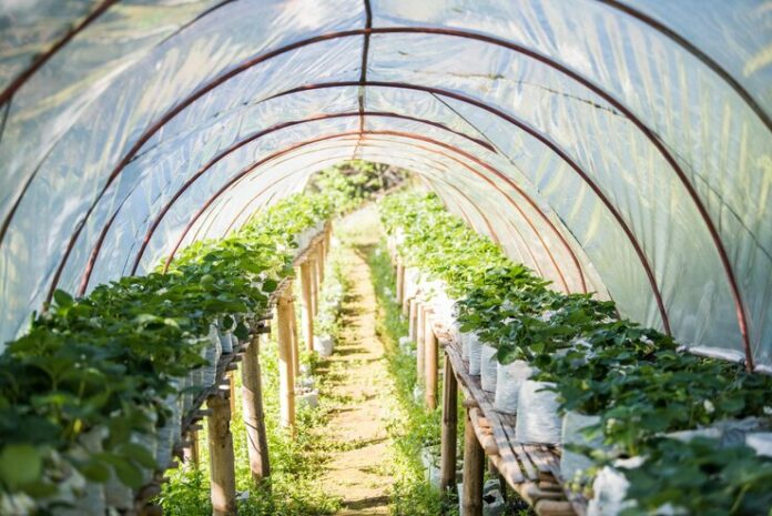 plants-growing-greenhouse_1048944-5568527