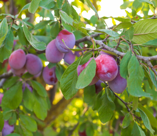 Если плодовое дерево не дает урожая годами: как заставить цвести и плодоносить по методу Коломийца
