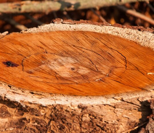 Как быстро и без усилий убрать пень с участка: справится даже женщина