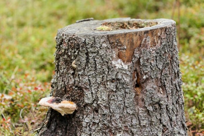 stump-from-pine-tree-with-woody-mushroom-background-grass-tree-stump-clearing_236859-1160