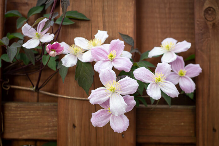 White flowers on a wooden fence close-up.
