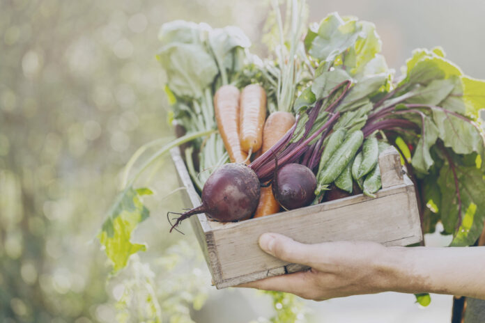 Farmer Adult Man Holding Fresh Tasty Vegetables in Wooden Box in