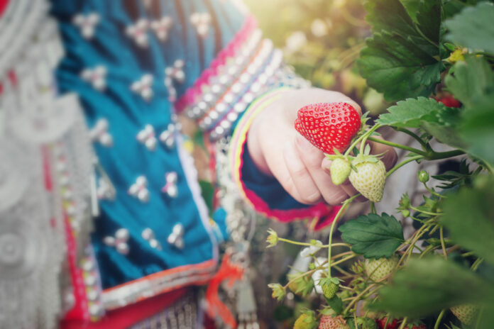 Tribal girls are collecting strawberries on the farm.