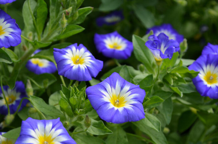 Morning Glory Flowers in a Garden Blooming