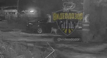 В Башкирии стая бездомных собак повредила автомобиль во время погони за кошкой