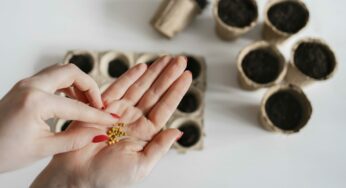 1 горсть на клумбу — и она стала пышным цветочным покрывалом: радует глаз до самых морозов — ещё и поливать почти не надо