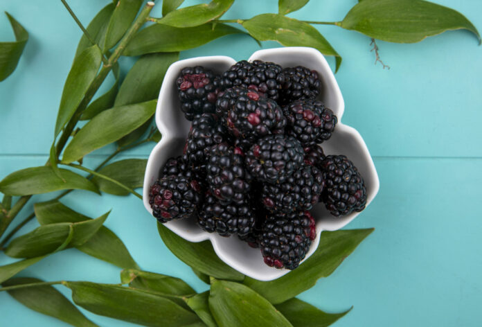 top view blackberry in a bowl with leaf branches on a light blue background