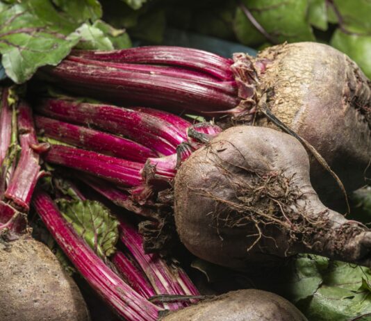 За этой свеклой охотятся все дачники — клубни-гиганты до 800 г: топ-3 ранних сорта для средней полосы и Подмосковья