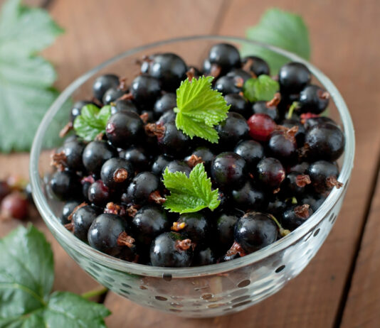 Подкормили смородину дешевым средством — ягоды размером с яйцо: заодно и от мучнистой росы уберегли