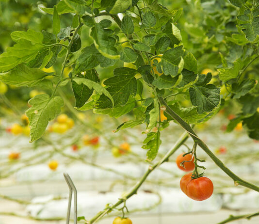 Никакой горы помидоров: агрономы отговаривают от 1 сорта — в итоге только разочарование и досада