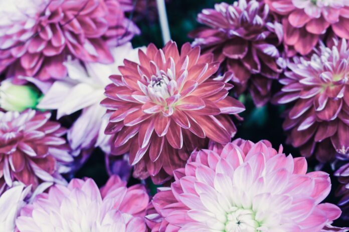 Closeup shot of a beautiful flower composition with colorful dahlia flowers
