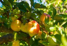 2 ведра под корни яблони в ноябре: Дерево к новому сезону готово — яблоками завалит вас по самую макушку