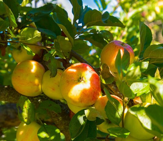 2 ведра под корни яблони в ноябре: Дерево к новому сезону готово — яблоками завалит вас по самую макушку