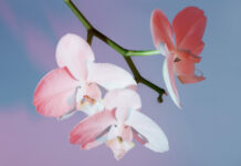 1 таблетка на литр раз в 2 недели: Даже самые дохлые комнатные цветы воскреснут и ринутся в рост — для орхидей, фикусов и других растений