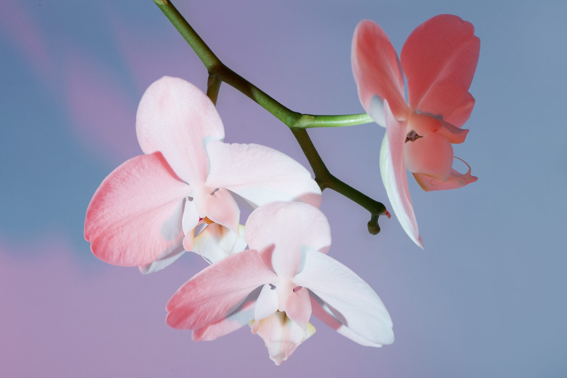 1 таблетка на литр раз в 2 недели: Даже самые дохлые комнатные цветы воскреснут и ринутся в рост — для орхидей, фикусов и других растений